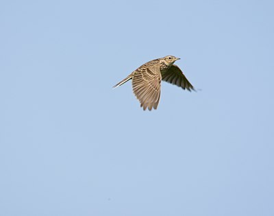 BUITEN BEELD Foto: 58755