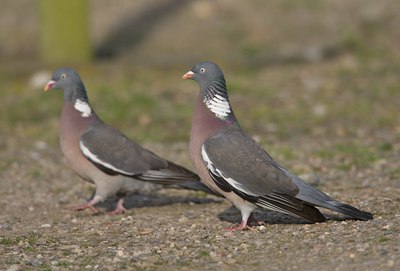BUITEN BEELD Foto: 58757