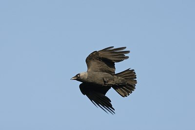 BUITEN BEELD Foto: 58762