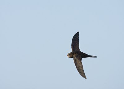 BUITEN BEELD Foto: 58768