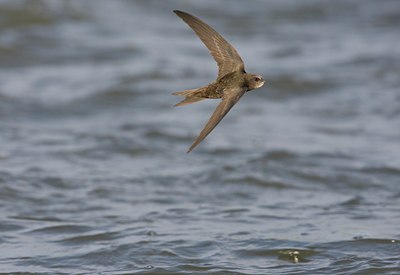 BUITEN BEELD Foto: 58770