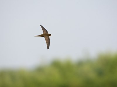 BUITEN BEELD Foto: 58774