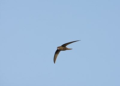 BUITEN BEELD Foto: 58776