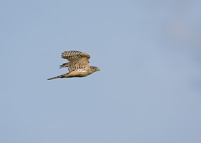 BUITEN BEELD Foto: 58783