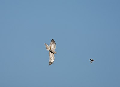 BUITEN BEELD Foto: 58784