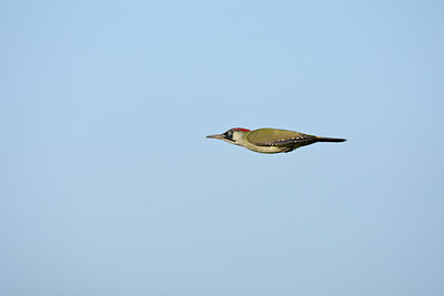 BUITEN BEELD Foto: 58789