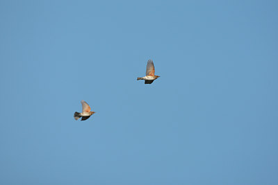BUITEN BEELD Foto: 58800