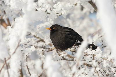 BUITEN BEELD Foto: 58809