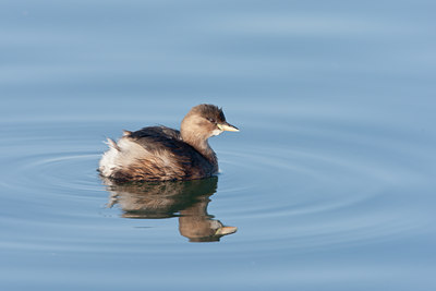 BUITEN BEELD Foto: 58810