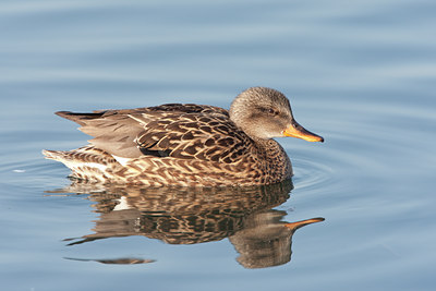 BUITEN BEELD Foto: 58811