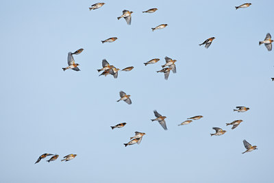 BUITEN BEELD Foto: 58817