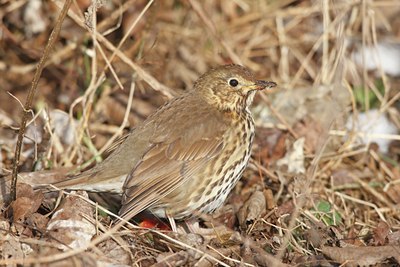 BUITEN BEELD Foto: 58818