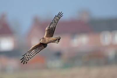 BUITEN BEELD Foto: 58828