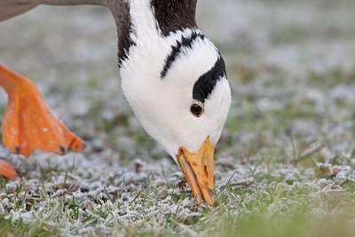 BUITEN BEELD Foto: 58832