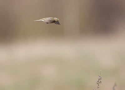 BUITEN BEELD Foto: 58837