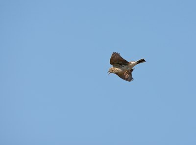 BUITEN BEELD Foto: 58839