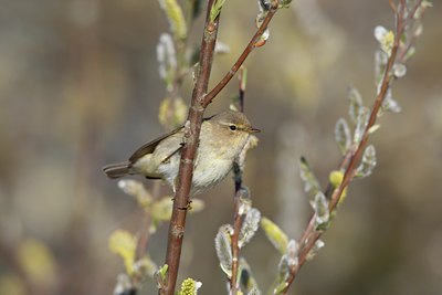 BUITEN BEELD Foto: 58840