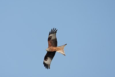 BUITEN BEELD Foto: 58844