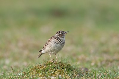 BUITEN BEELD Foto: 58858