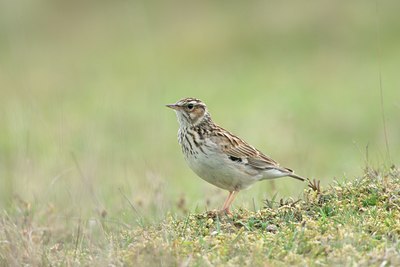 BUITEN BEELD Foto: 58864