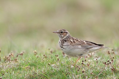 BUITEN BEELD Foto: 58865