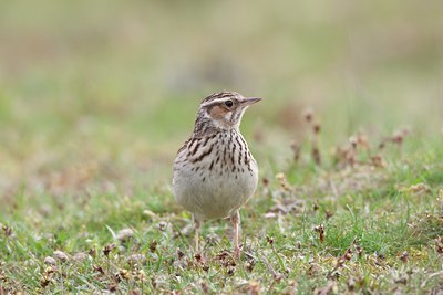 BUITEN BEELD Foto: 58866