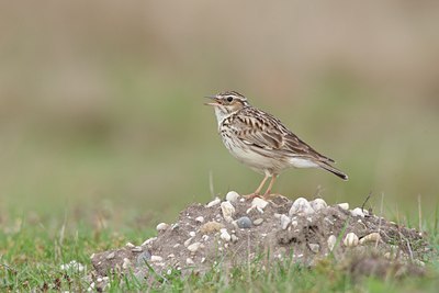 BUITEN BEELD Foto: 58868