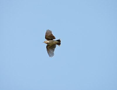BUITEN BEELD Foto: 58869