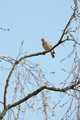 BUITEN BEELD Foto: 58872