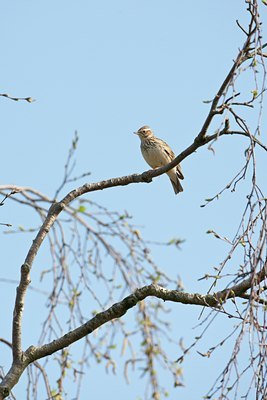 BUITEN BEELD Foto: 58872