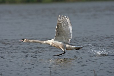BUITEN BEELD Foto: 58873