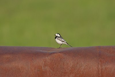 BUITEN BEELD Foto: 58875