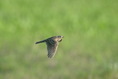 BUITEN BEELD Foto: 58877