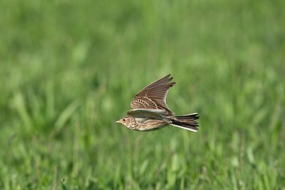 BUITEN BEELD Foto: 58879