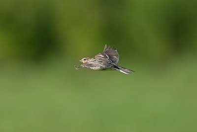 BUITEN BEELD Foto: 58881