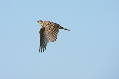 BUITEN BEELD Foto: 58885