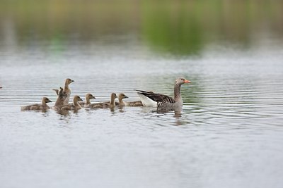 BUITEN BEELD Foto: 58887