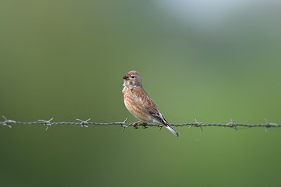 BUITEN BEELD Foto: 58888