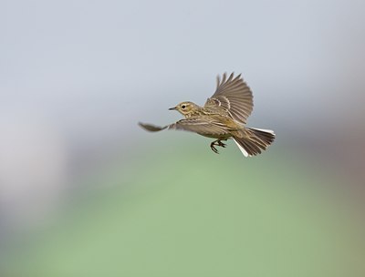 BUITEN BEELD Foto: 58890