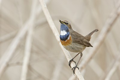 BUITEN BEELD Foto: 58891