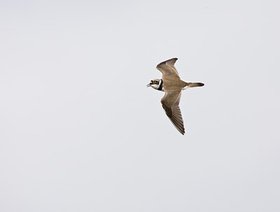 BUITEN BEELD Foto: 58893