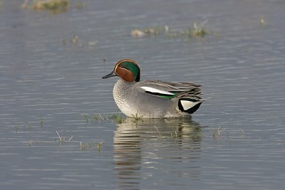 BUITEN BEELD Foto: 58904