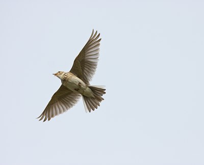 BUITEN BEELD Foto: 58911