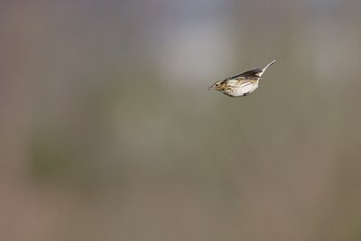BUITEN BEELD Foto: 58915