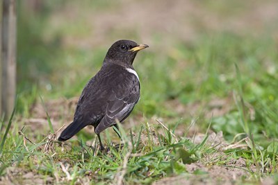 BUITEN BEELD Foto: 58922
