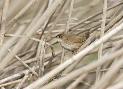BUITEN BEELD Foto: 58933