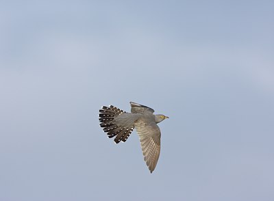 BUITEN BEELD Foto: 58935