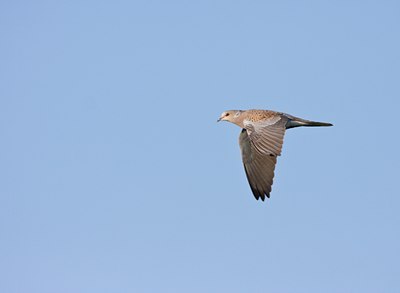 BUITEN BEELD Foto: 58936