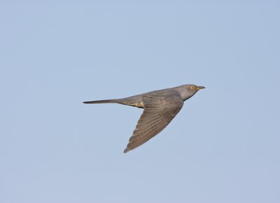 BUITEN BEELD Foto: 58937
