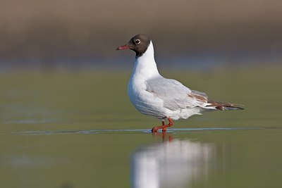 BUITEN BEELD Foto: 58939